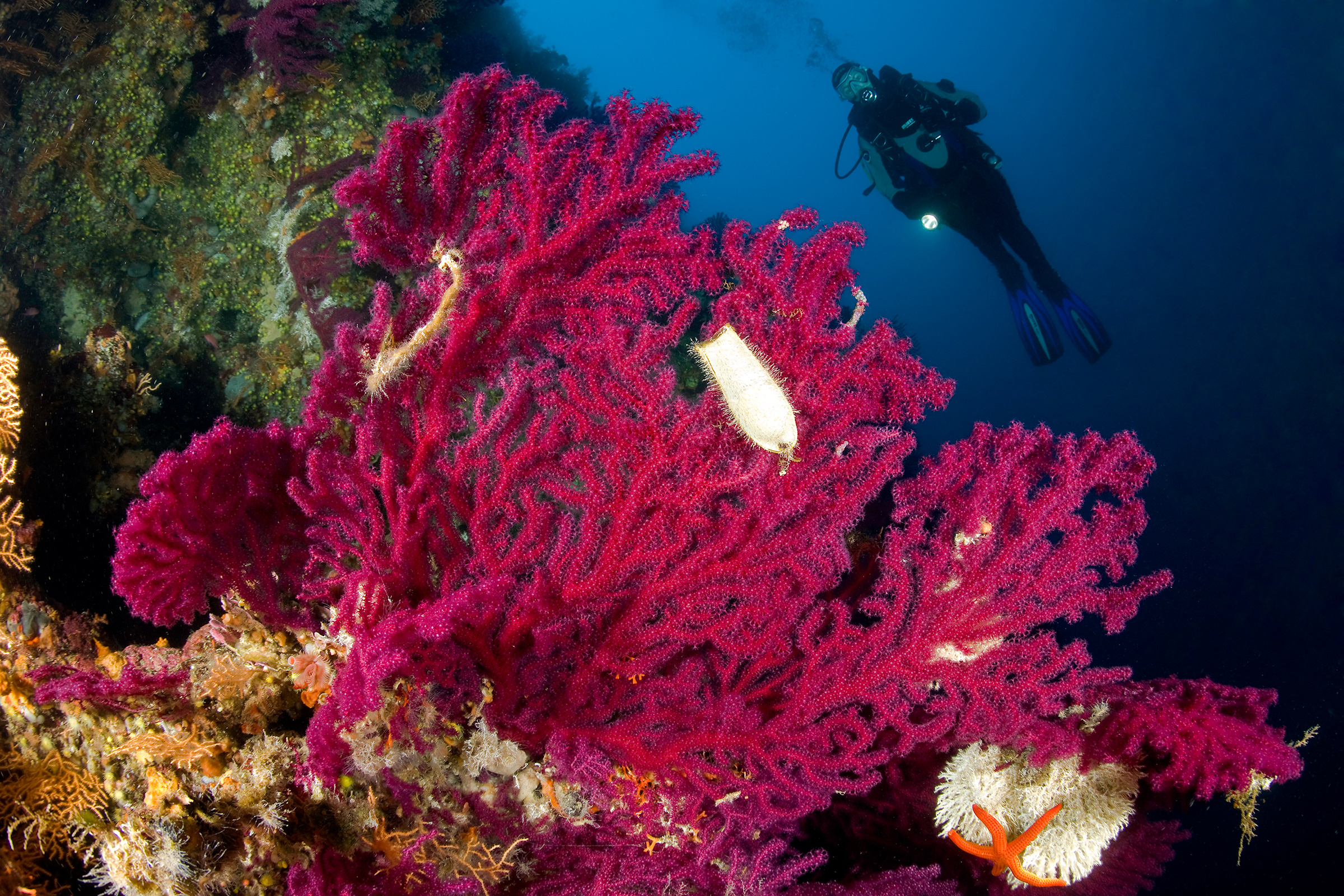 Technical diver above red gorgonian coral in Adriatic water